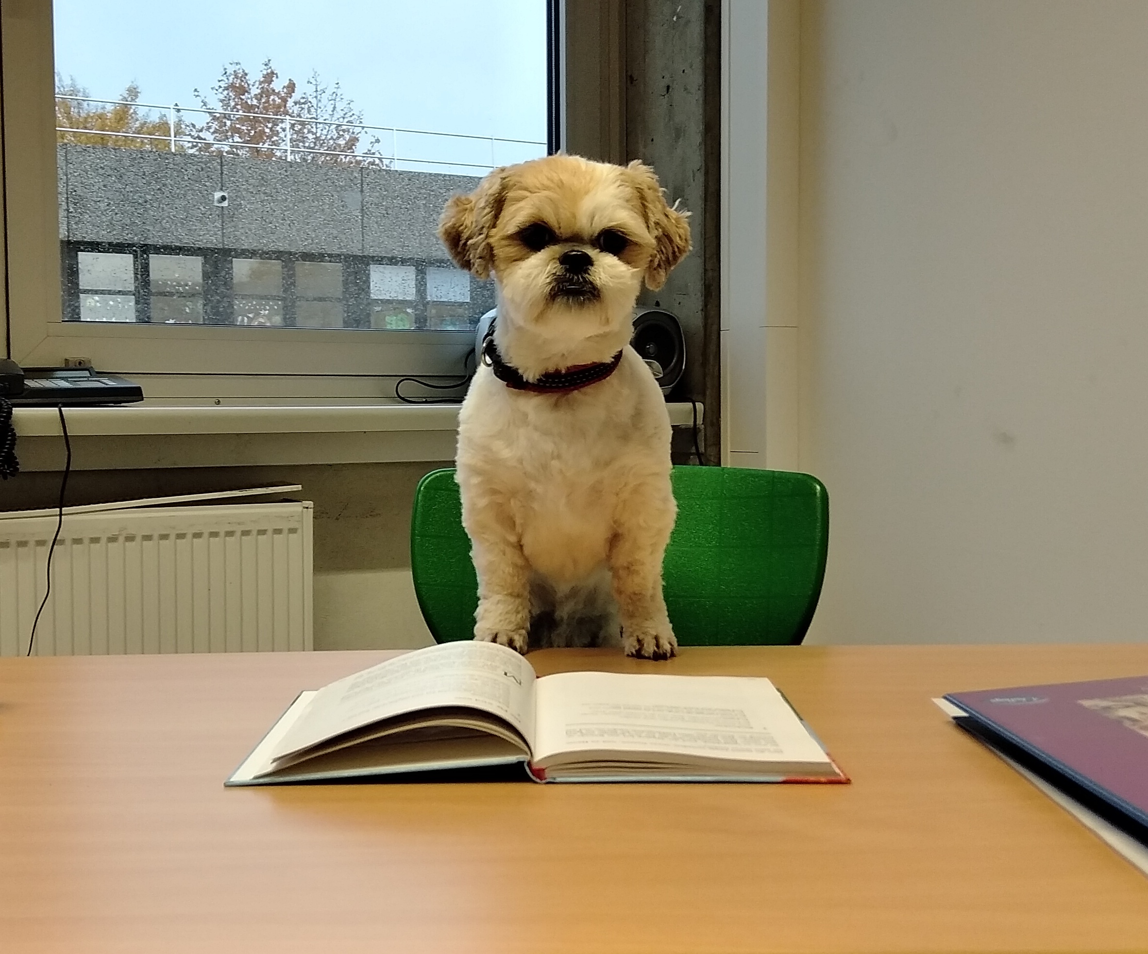 Schulhund Elly sitzt am Schreibtisch mit einem aufgeschlagenen Buch